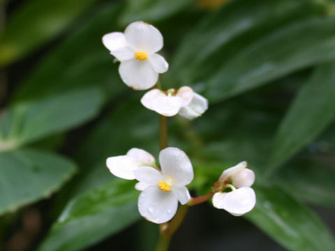 Begonia fenicis