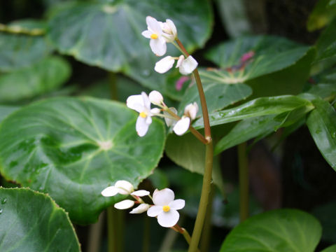 Begonia fenicis