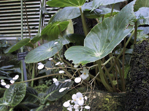 Begonia fenicis