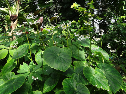 Begonia fenicis