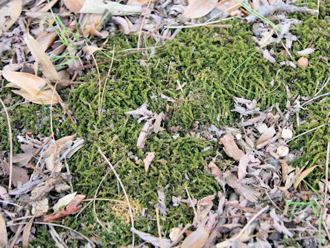 Plagiomnium acutum