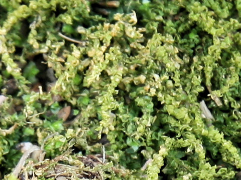 Plagiomnium acutum