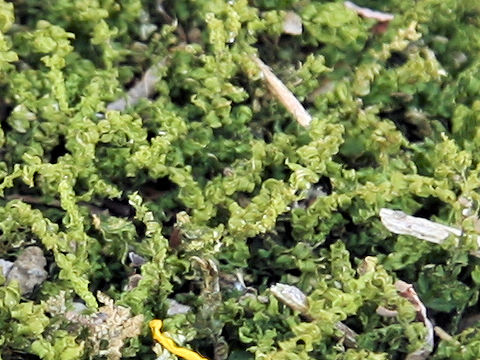 Plagiomnium acutum