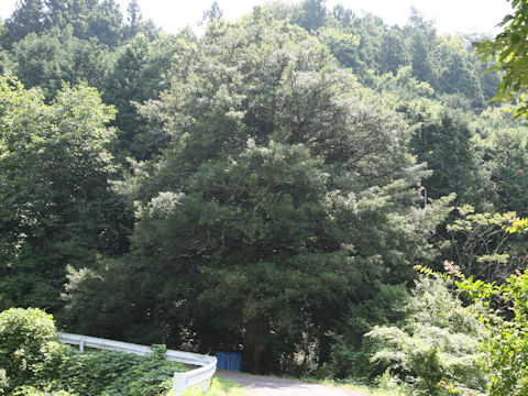 Torreya nucifera var. nucifera f. igaensis