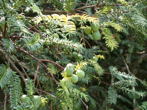 Torreya nucifera var. nucifera f. igaensis