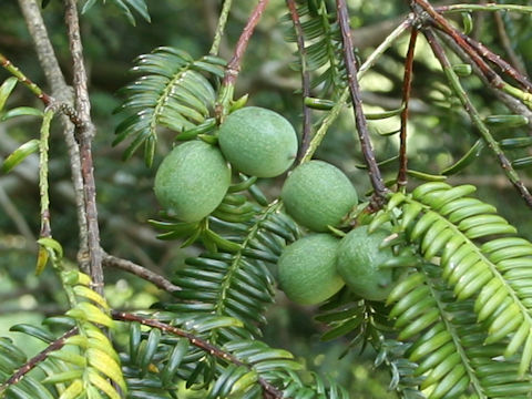 Torreya nucifera var. nucifera f. igaensis