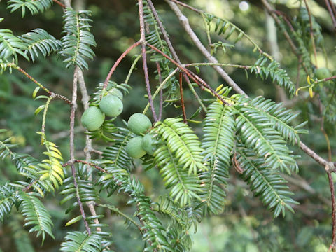 Torreya nucifera var. nucifera f. igaensis