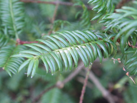 Torreya nucifera var. nucifera f. igaensis