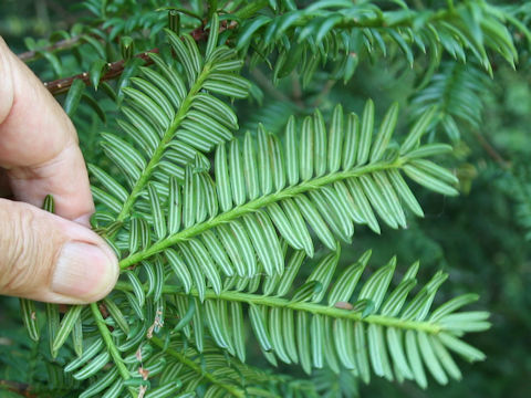 Torreya nucifera var. nucifera f. igaensis