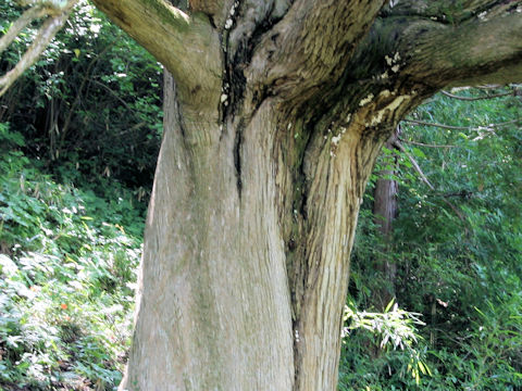 Torreya nucifera var. nucifera f. igaensis