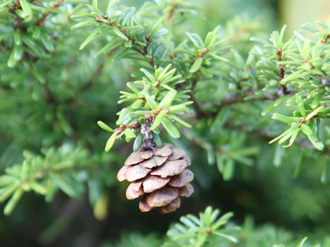 Tsuga diversifolia