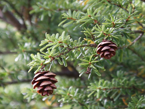 Tsuga diversifolia