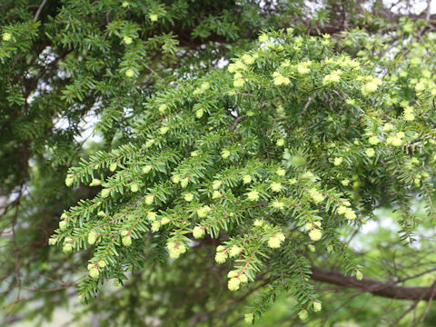 Tsuga diversifolia