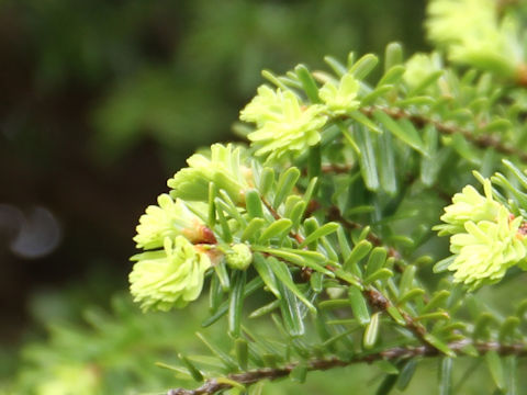 Tsuga diversifolia