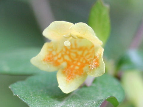 Abelia serrata