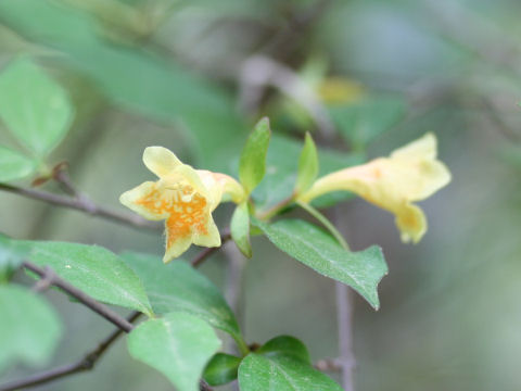 Abelia serrata