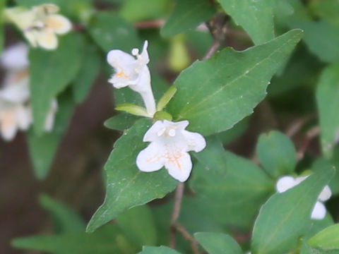 Abelia serrata