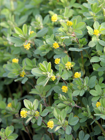 Trifolium dubium