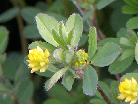 Trifolium dubium