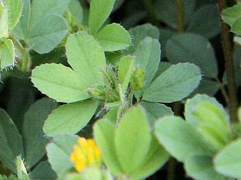 Trifolium dubium