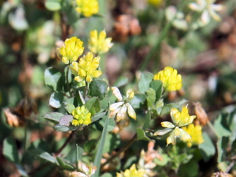 Trifolium dubium