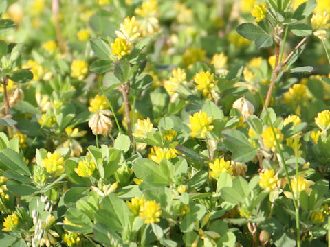 Trifolium dubium