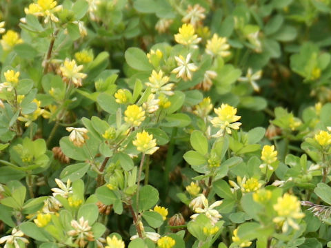 Trifolium dubium