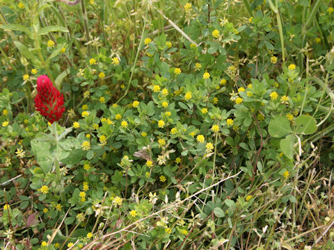 Trifolium dubium