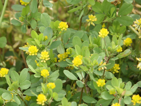 Trifolium dubium