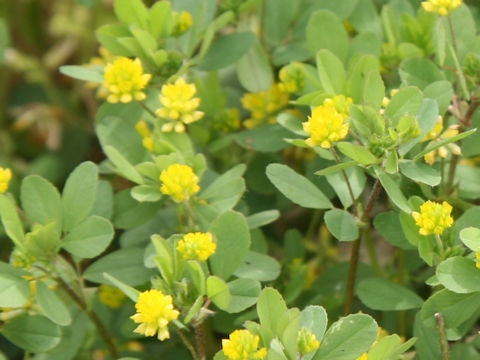 Trifolium dubium