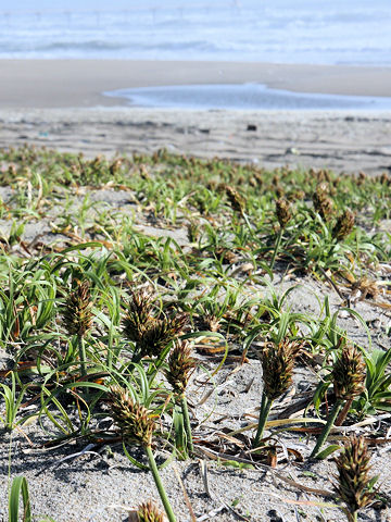 Carex kobomugi