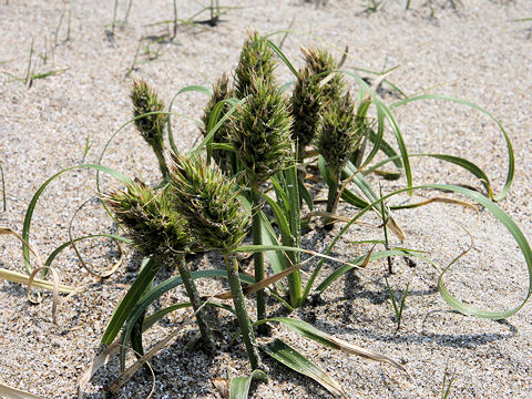 Carex kobomugi