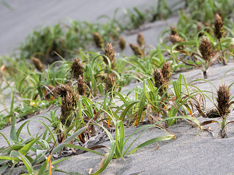 Carex kobomugi