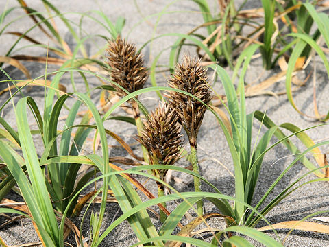 Carex kobomugi