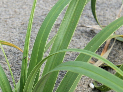 Carex kobomugi