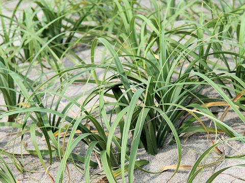 Carex kobomugi