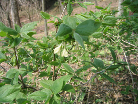 Lonicera ramosissima