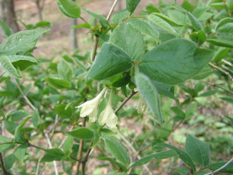 Lonicera ramosissima