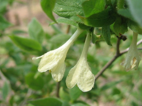 Lonicera ramosissima