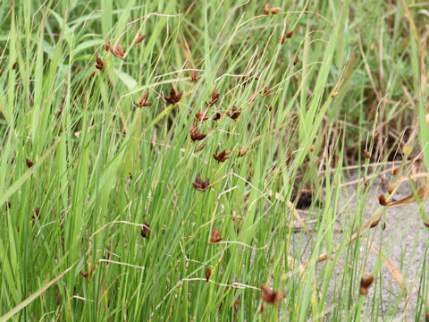 Bolboschoenus koshevnikovii