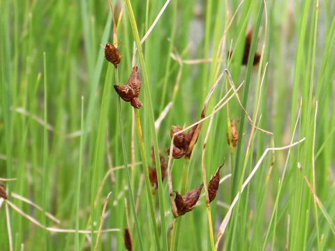 Bolboschoenus koshevnikovii