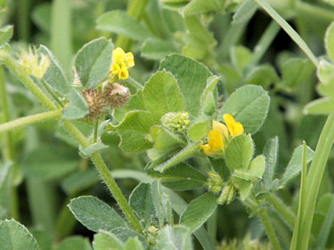 Medicago minima