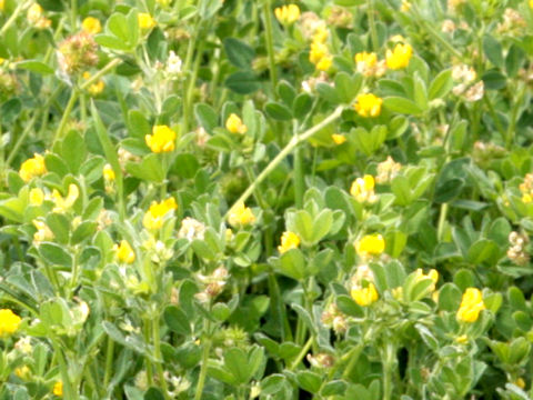 Medicago minima