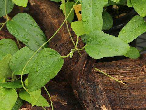Aristolochia zollingeriana