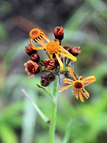 Senecio flammeus ssp. glabrifolius