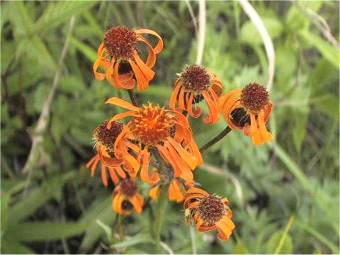 Senecio flammeus ssp. glabrifolius