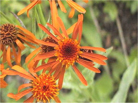 Senecio flammeus ssp. glabrifolius