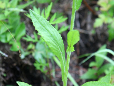 Senecio flammeus ssp. glabrifolius