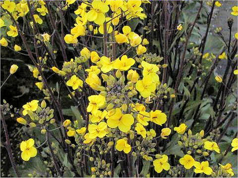 Brassica chinensis f. honsaitai