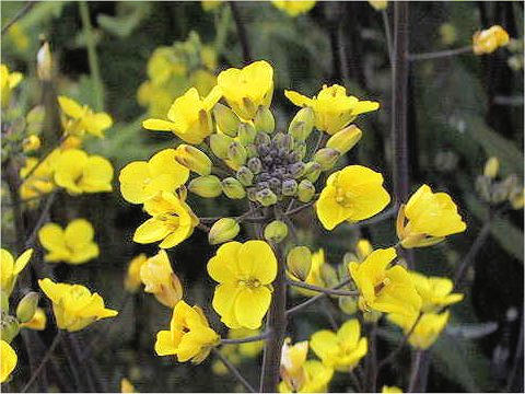 Brassica chinensis f. honsaitai